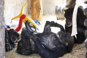 grooming party