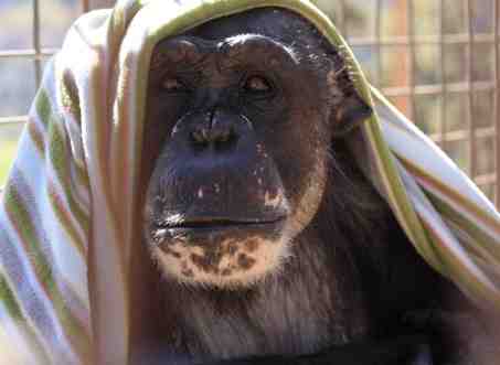 web_negra-with-blanket-on-head_mg_2098-copy web_negra-with-blanket-on-head_mg_2098-copy
