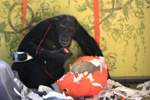Jamie with halloween pinata