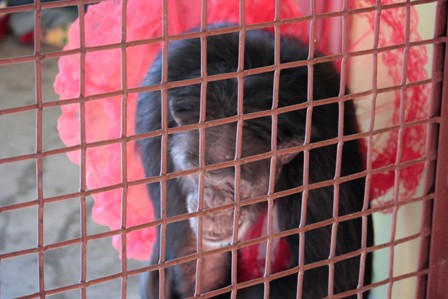 jamie-through-caging-red-tutu-flounce_mg_7129 jamie-through-caging-red-tutu-flounce_mg_7129