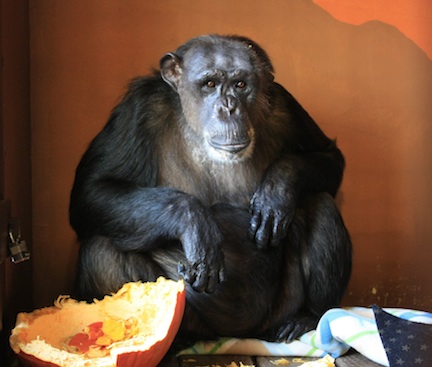 negra-pumpkin_mg_4792