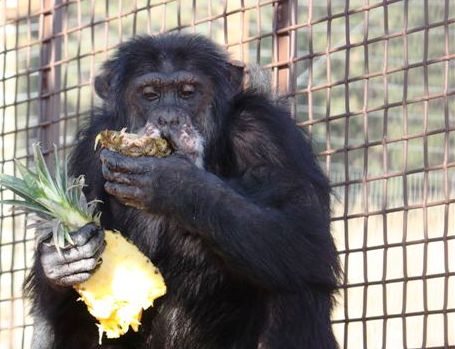 Burrito eating pineapple Burrito eating pineapple