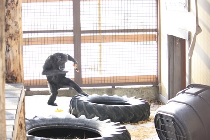 1-12-10 foxie 1_MG_5309