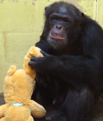 Noah from Save the Chimps
