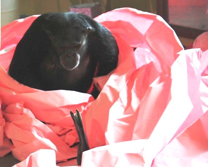 jamie pink nest with boot