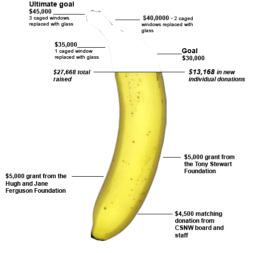 banana_429