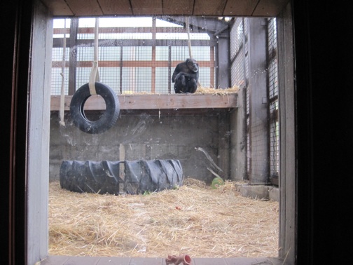 web view through window playroom to outside example IMG_1537