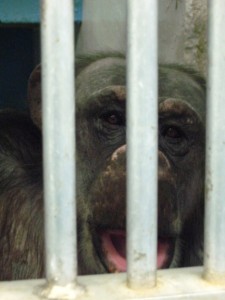 Negra in lab cage