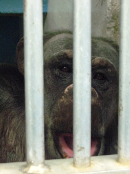 Negra in lab cage