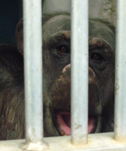 Negra before in buckshire cage