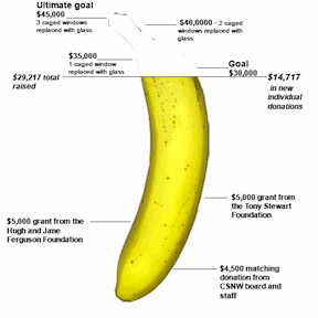 banana_501_sm