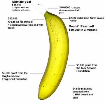 banana_516