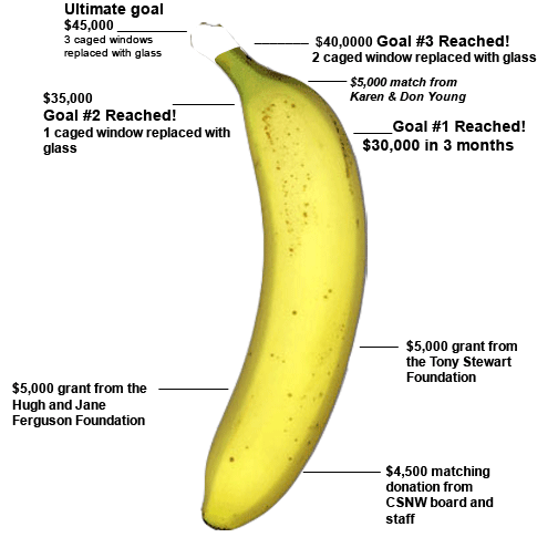 banana_518