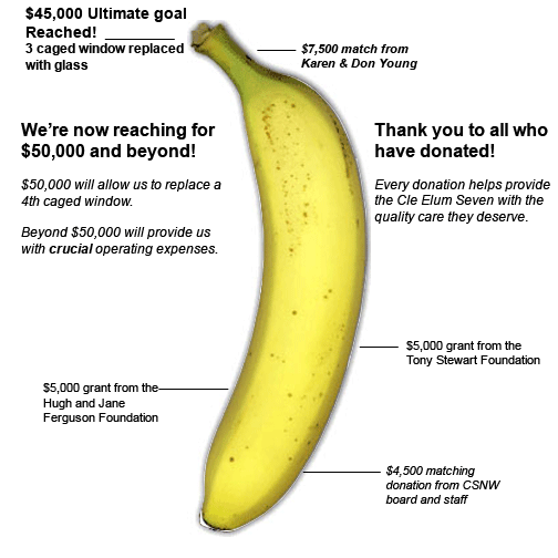 banana_528