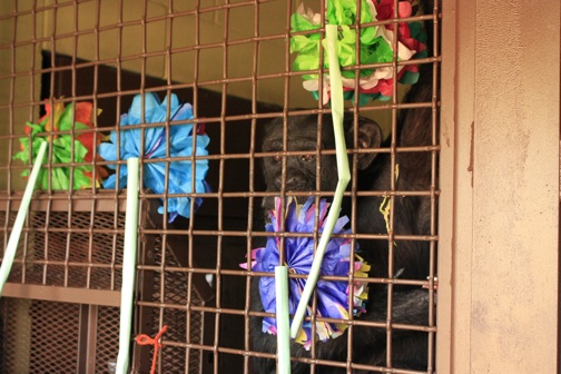foxie with flowers