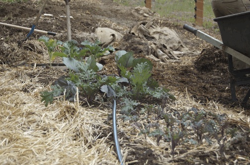 web Cloudview Ecofarm starts broccoli cabbage kale irrigation garden DSC_0118