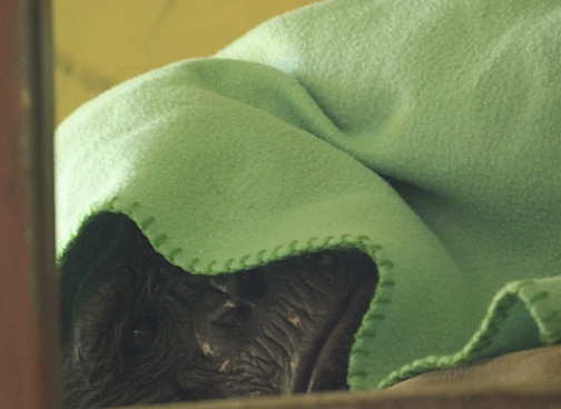 web Negra rest playroom catwalk blanket over head nest_MG_6688