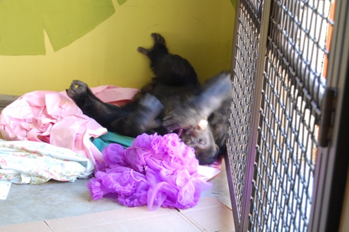 web Burrito nest paper tutu playroom DSC_0067