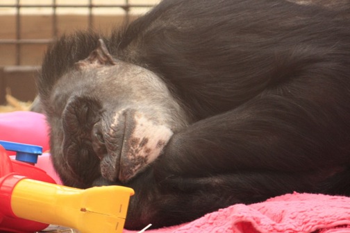 Negra sleep close-up outside