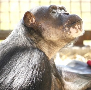 Negra in the sun photo