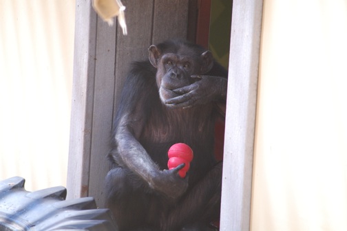 web Annie lick fingers cute peanut butter kong outdoor area DSC_0190