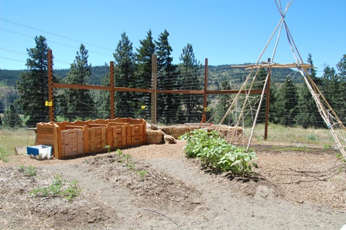 web Compost Boxes and bean:pea teepee landscape garden DSC_0146