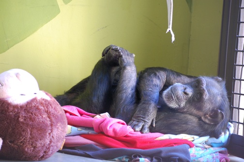 web Jody lay with large stuffed monkey playroom 2 DSC_0155