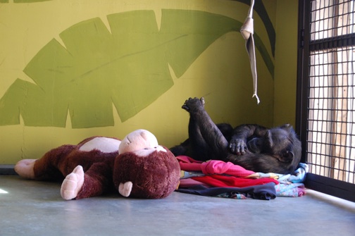 web Jody lay with large stuffed monkey playroom DSC_0154