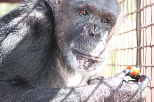 Negra eating a strawberry at Foxie's birthday party