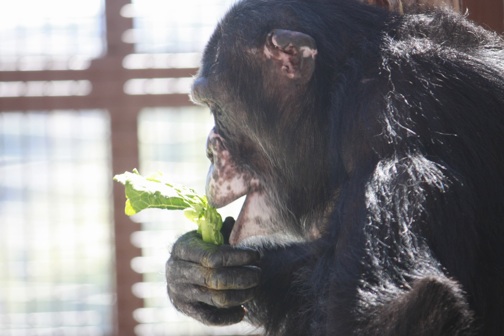 web Burrito eat lettuce outside profile_MG_8240 Burrito eating lettuce