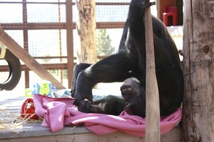 missy headstand in nest
