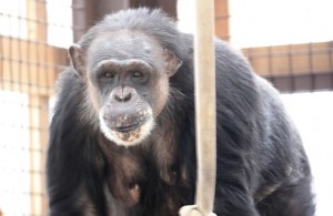Negra