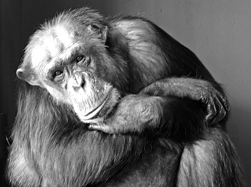 Negra black and white