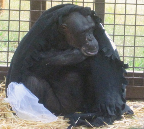 web Negra nest sit outside skull black blanket fringe cute IMG_6687 Negra with pirate blanket front view