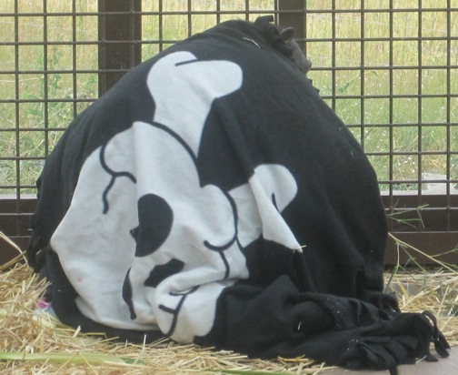 Negra wearing pirate blanket