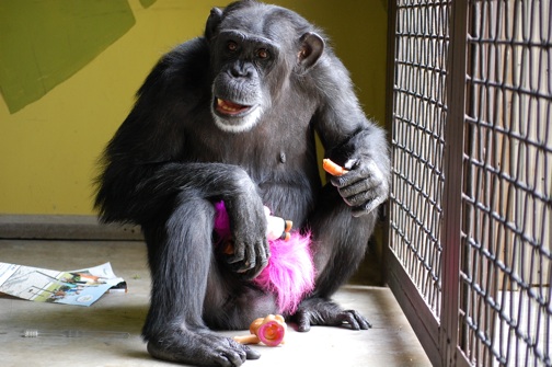 web Foxie eat carrot new troll enrichment food playroom DSC_0266