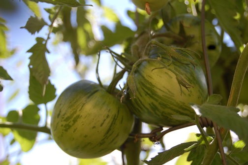 web Zebra heirloom green tomatoes garden DSC_0291