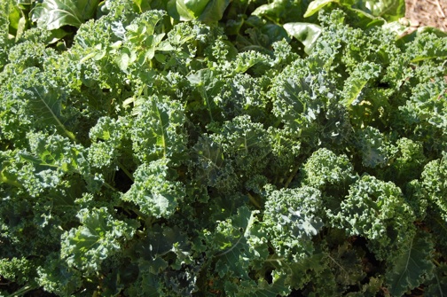 web kale garden DSC_0305