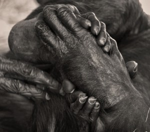 Hands and Feet