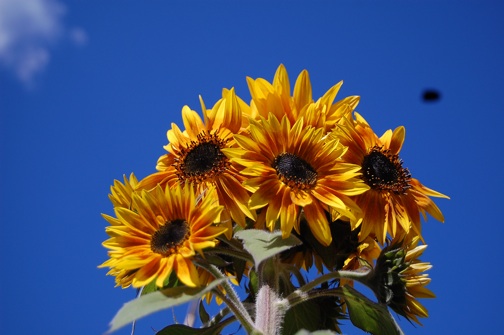 web sunflowers garden DSC_0286