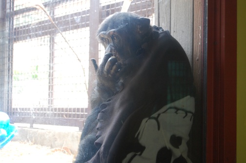web Burrito wrapped in blanket enrichment playroom window DSC_0437