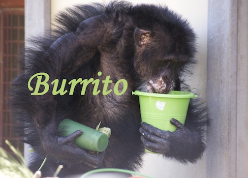 sm thanks Burrito carrying food Annie's birthday outside DSC_1138 copy