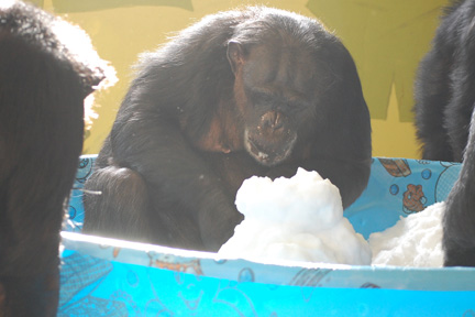 Negra eat snow