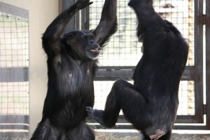 annie and missy playing