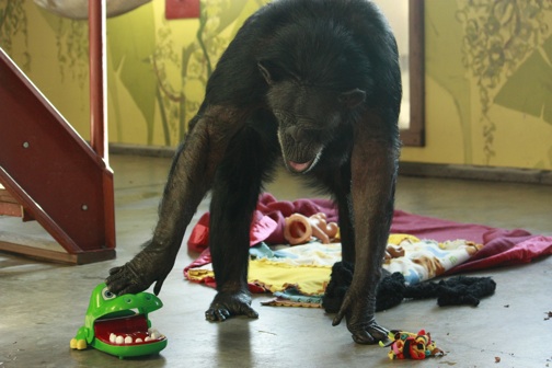 web Jody enrichment toy alligator playroom_MG_9216 Jody and alligator head 2