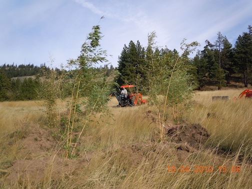 ken planting bamboo