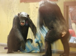 Foxie and Missy play