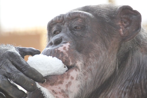 missy eating snow