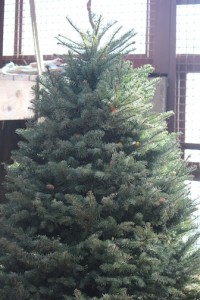 christmas tree for forage