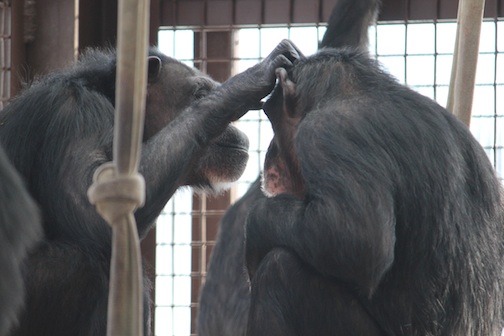 Annie grooming Missy